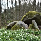 Langdysse i Enemærket skov